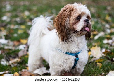 1000 Dog Sticking Out Tongue Stock Images Photos Vectors