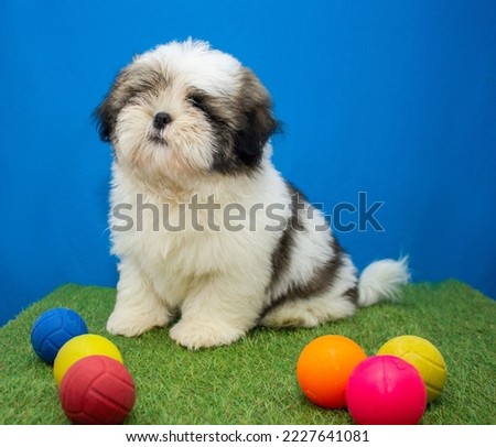 Cute shih tzu puppy playing with toys
