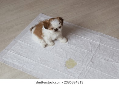 A cute Shih Tzu puppy sits on a diaper where he went to pee. Close-up. Selective focus. Copyspace