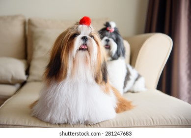 Shih Tzu Images Stock Photos Vectors Shutterstock