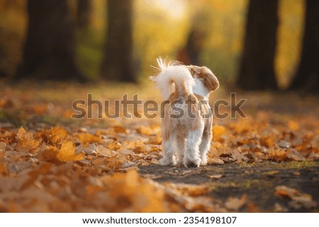 Cute shihtzu dog in nature. Little Dog in autumn leaves. Walking with a pet in the park at fall 