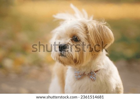 Cute shihtzu dog in nature. Little Dog in autumn leaves. Walking with a pet in the park at fall 