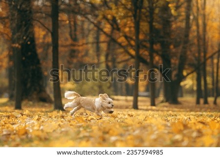 Cute shihtzu dog run in nature. Little Dog in autumn leaves. Walking with a pet in the park at fall 