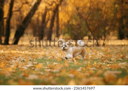 Cute shihtzu dog run in nature. Little Dog in autumn leaves. Walking with a pet in the park at fall 