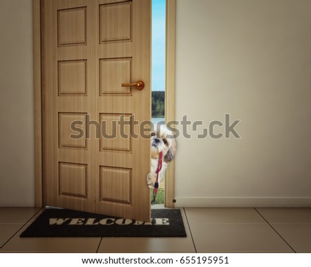 Cute shitzu dog waiting near the door with leather leash, ready to go for a walk with his owner