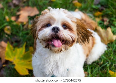Cute Shitzu puppy in the park 