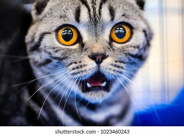 surprised face cat