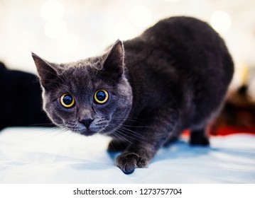 Cute shocked cat - Shutterstock ID 1273757704