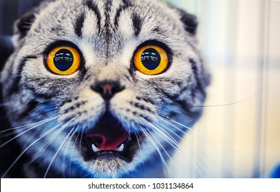 Cute shocked cat, surprised emotions. Scottish Fold.