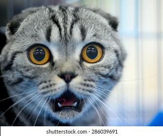 Cute Shocked Cat Surprised Emotions Scottish Stock Photo 286039691 ...