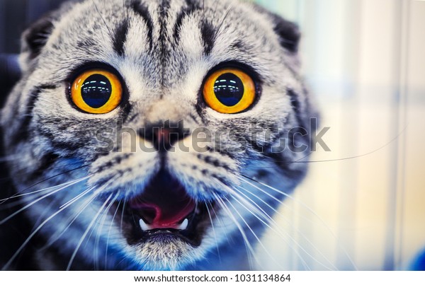 Cute\
shocked cat, surprised emotions. Scottish\
Fold.