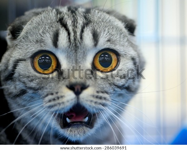 Chat Choque Photo De Stock Modifier Maintenant