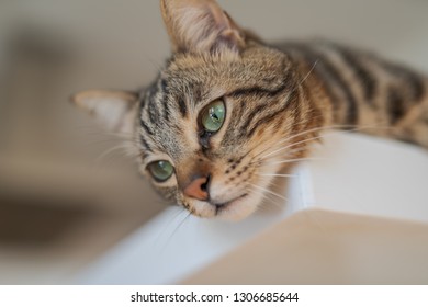 Cute Short Hair Cat Looking Curious And Snooping At Home