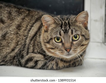 Blur Adorable Fat Cat Big Eyes Stock Photo Shutterstock