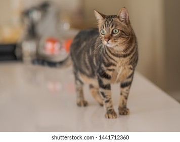 Cute Short Hair Cat Looking Curious And Snooping At Home