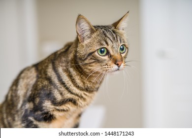 Cute Short Hair Cat Looking Curious And Snooping At Home