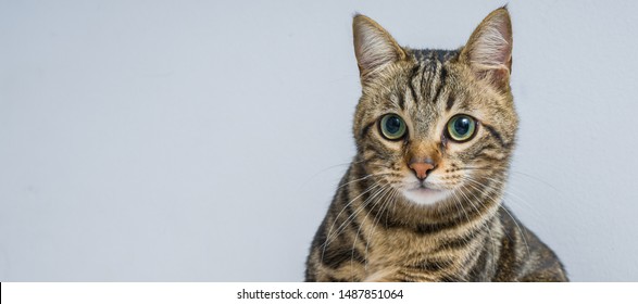 Cute Short Hair Cat Looking Curious And Snooping At Home