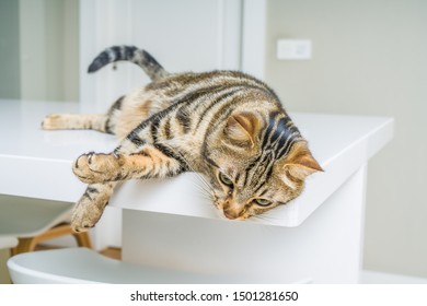 Cute Short Hair Cat Looking Curious And Snooping At Home