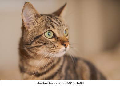 Cute Short Hair Cat Looking Curious And Snooping At Home