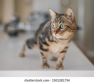 Cute Short Hair Cat Looking Curious And Snooping At Home