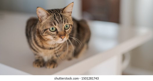 Cute Short Hair Cat Looking Curious And Snooping At Home