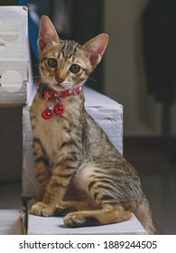 Cute Short Hair Cat Looking Curious And Snooping At Home