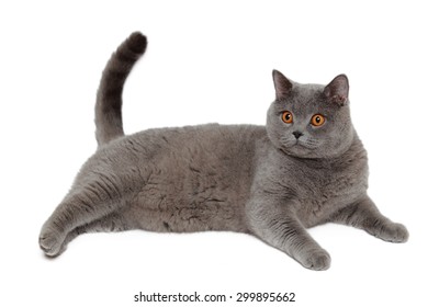 Cute Short Hair Gray British Cat