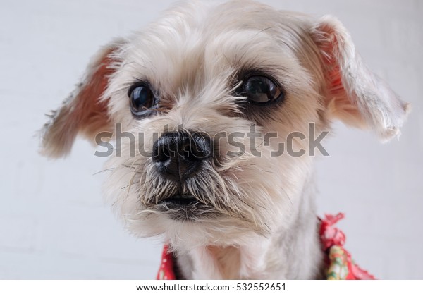 Cute Short Hair Mixed Breed Puppy Stock Photo Edit Now 532552651