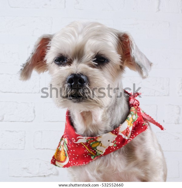 Cute Short Hair Mixed Breed Puppy Stock Photo Edit Now 532552660