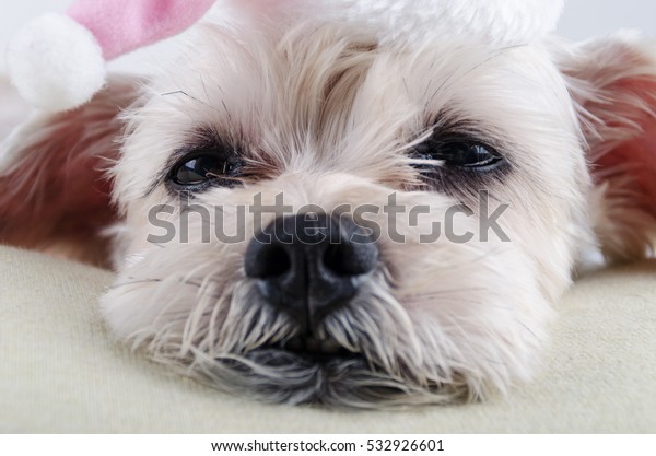 Cute Short Hair Mixed Breed Puppy Stock Photo Edit Now 532926601