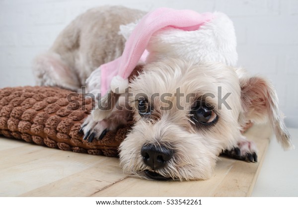 Cute Short Hair Mixed Breed Puppy Stock Photo Edit Now 533542261