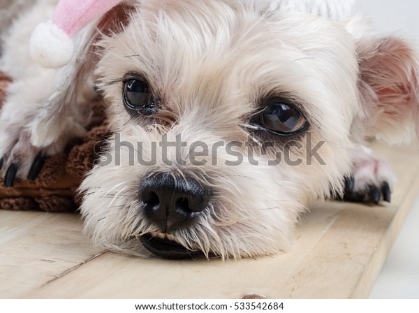 Cute Short Hair Mixed Breed Puppy Stock Photo Edit Now 533542684