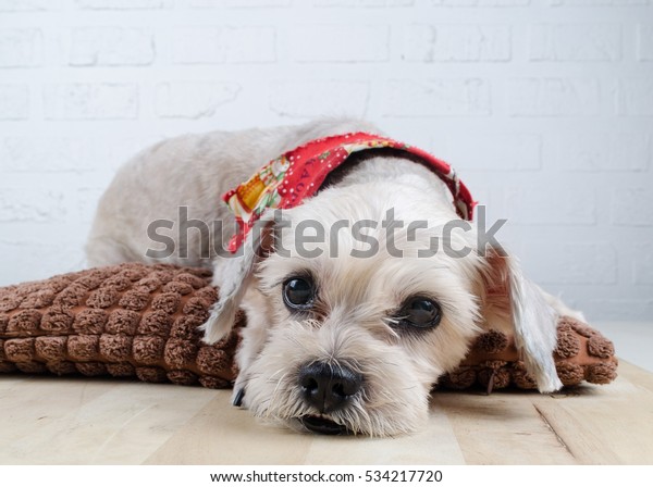 Cute Short Hair Mixed Breed Puppy Stock Photo Edit Now 534217720