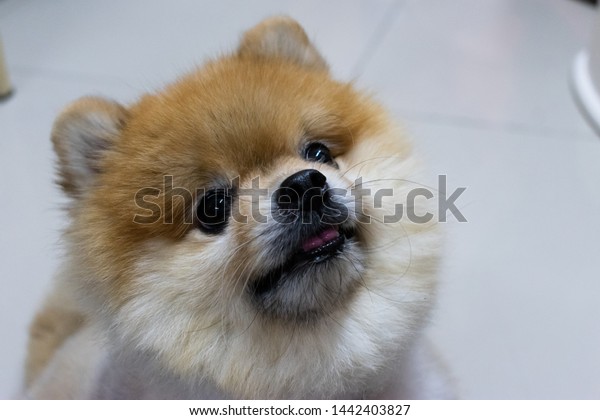 Cute Short Hair Pomeranian Actions Stock Photo Edit Now 1442403827