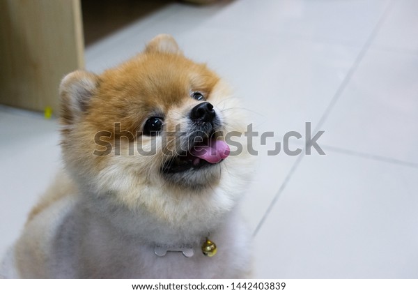 Cute Short Hair Pomeranian Actions Stock Photo Edit Now 1442403839