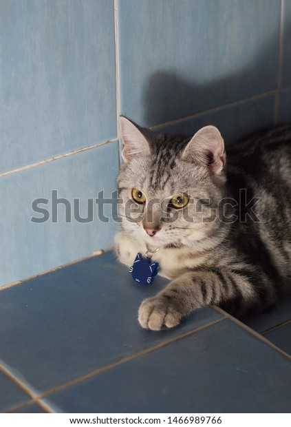 grey cat with black stripes