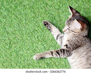 cute short hair young asian kitten cats grey and white colour stripes as adorable house pet playing around inside a house on green synthetic imitate grass mat selective focus blur background  - Shutterstock ID 1066362776