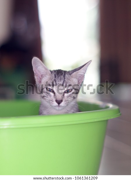 Cute Short Hair Young Asian Kitten Stock Photo Edit Now 1061361209