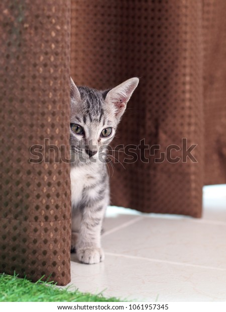 Cute Short Hair Young Asian Kitten Stock Photo Edit Now 1061957345