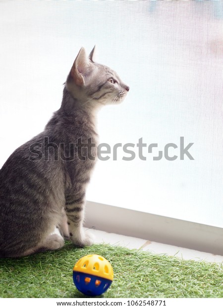 Cute Short Hair Young Asian Kitten Stock Photo Edit Now 1062548771