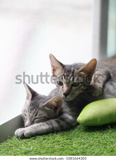 Cute Short Hair Young Asian Kitten Stock Photo Edit Now 1081664303