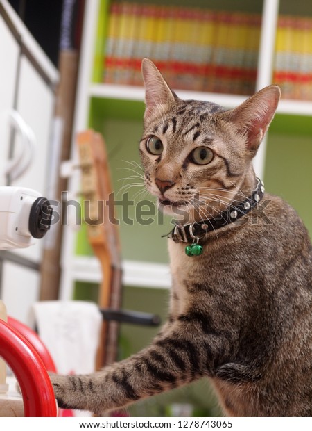 Cute Short Hair Young Asian Kitten Stock Photo Edit Now 1278743065