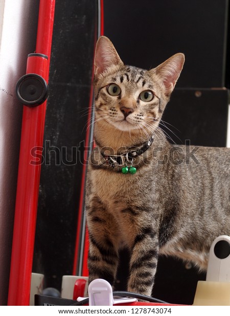 Cute Short Hair Young Asian Kitten Stock Photo Edit Now 1278743074