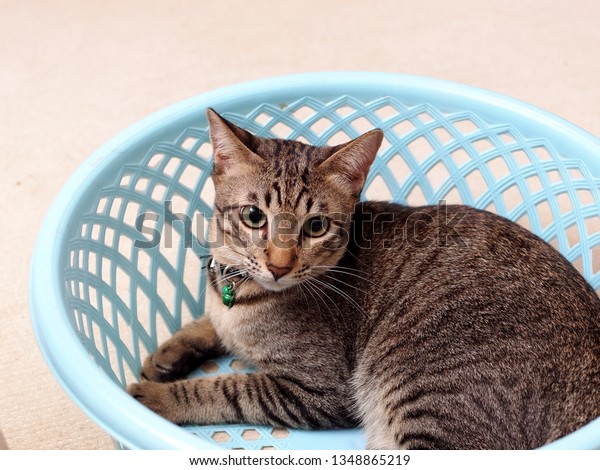 Cute Short Hair Young Asian Kitten Stock Photo Edit Now 1348865219