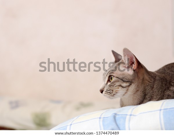 Cute Short Hair Young Asian Kitten Stock Photo Edit Now 1374470489