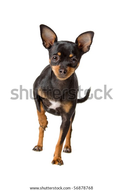 Cute Short Haired Chihuahua Dog Looking Stock Photo Edit Now