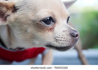 1000 Puppy Eyes Stock Images Photos Vectors Shutterstock