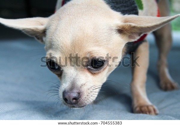 Cute Short Haired Cream Chihuahua Extra Stock Photo Edit Now