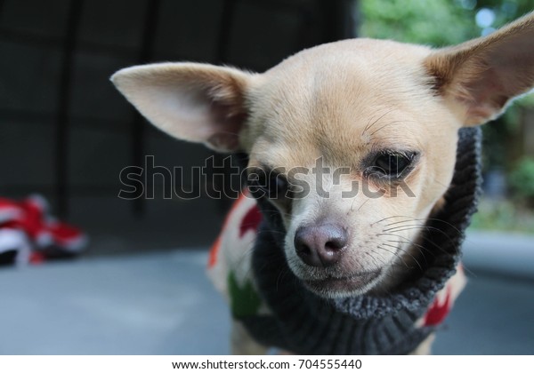 Cute Short Haired Cream Chihuahua Extra Stock Photo Edit Now