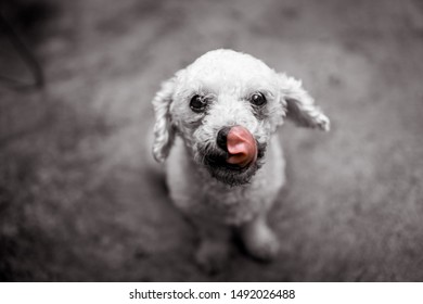 Poodle Lick Images Stock Photos Vectors Shutterstock